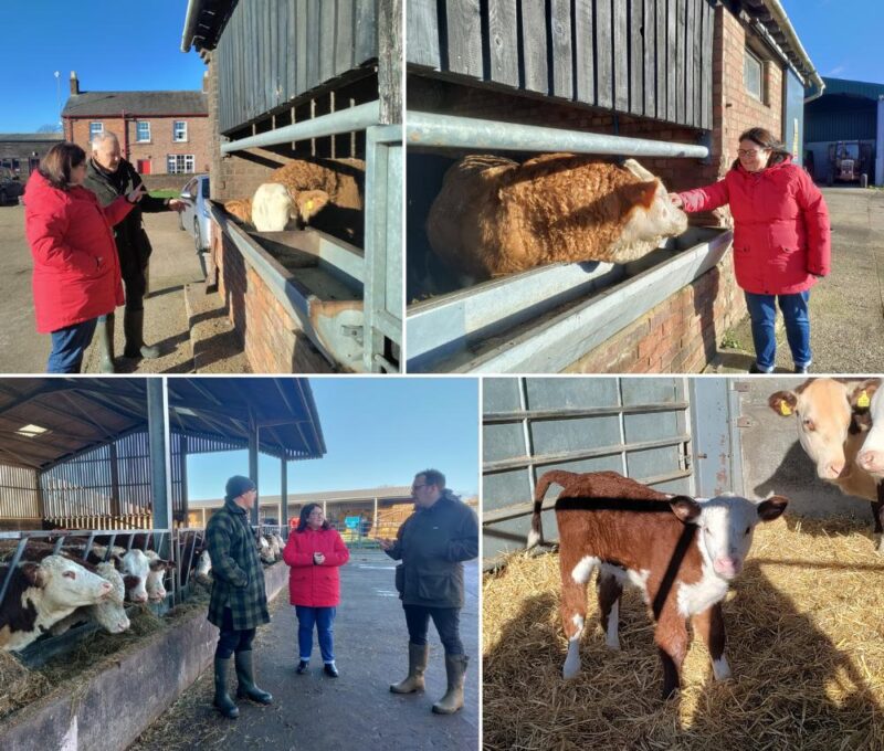 Top left: Gary introducing Rachel to their bulls. Top right: Rachel with a bull. Bottom left: Tom, Jim and Rachel discussing issues facing farming businesses. Bottom right: the newest calf